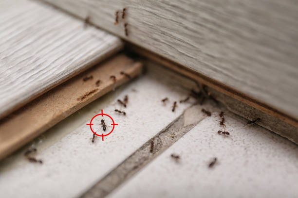 Best Best Pest Control Companies  in Lakes East, CT