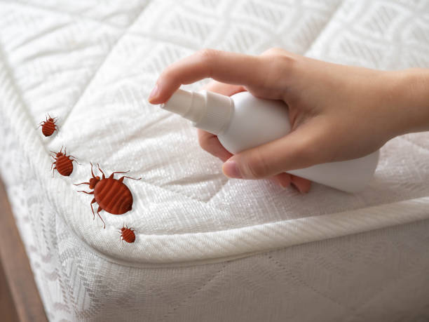 Best Mosquito Control Services  in Lakes East, CT