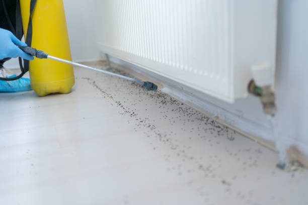 Best Affordable Pest Control Services  in Lakes East, CT