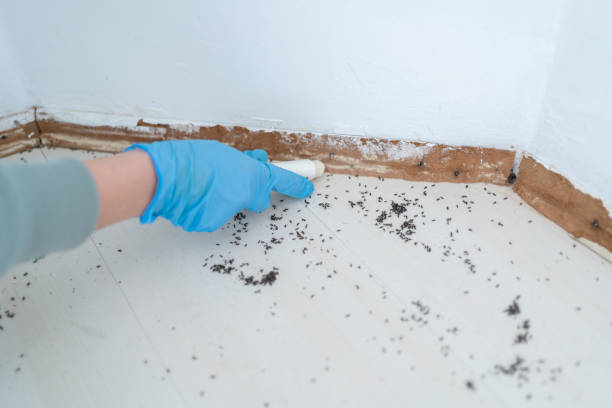 Best Wasp Removal Services  in Lakes East, CT